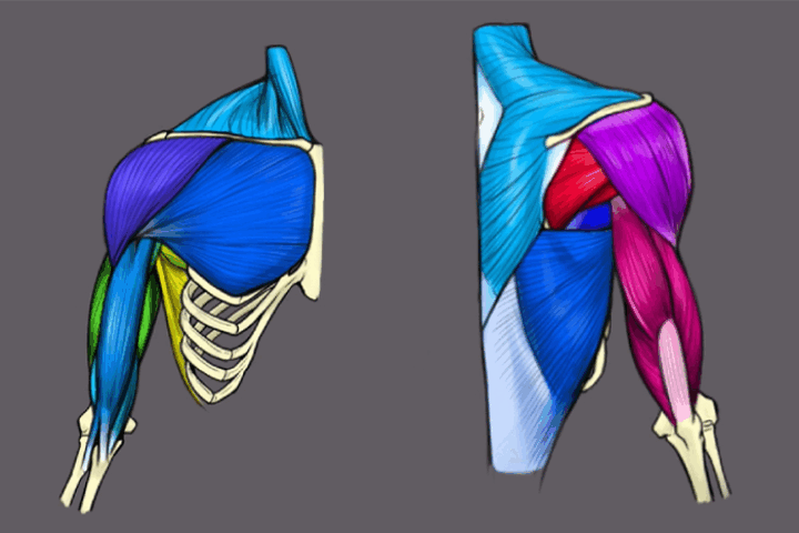 Coloso dictionary anatomy