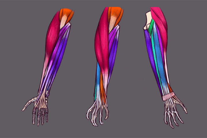 Coloso dictionary anatomy