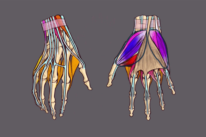 Coloso dictionary anatomy