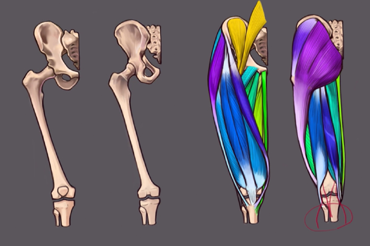 Coloso dictionary anatomy