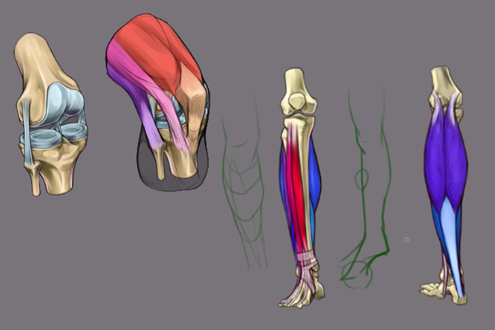 Coloso dictionary anatomy