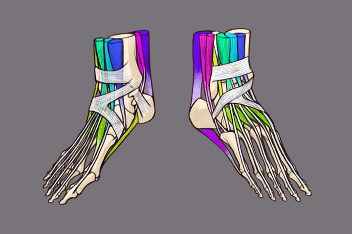 Coloso dictionary anatomy