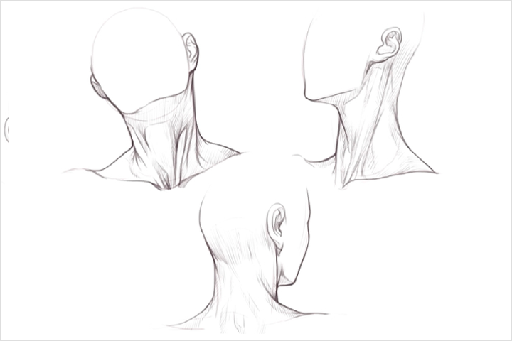 Coloso dictionary anatomy