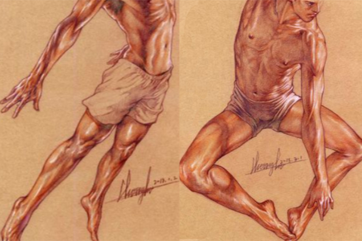 Coloso dictionary anatomy