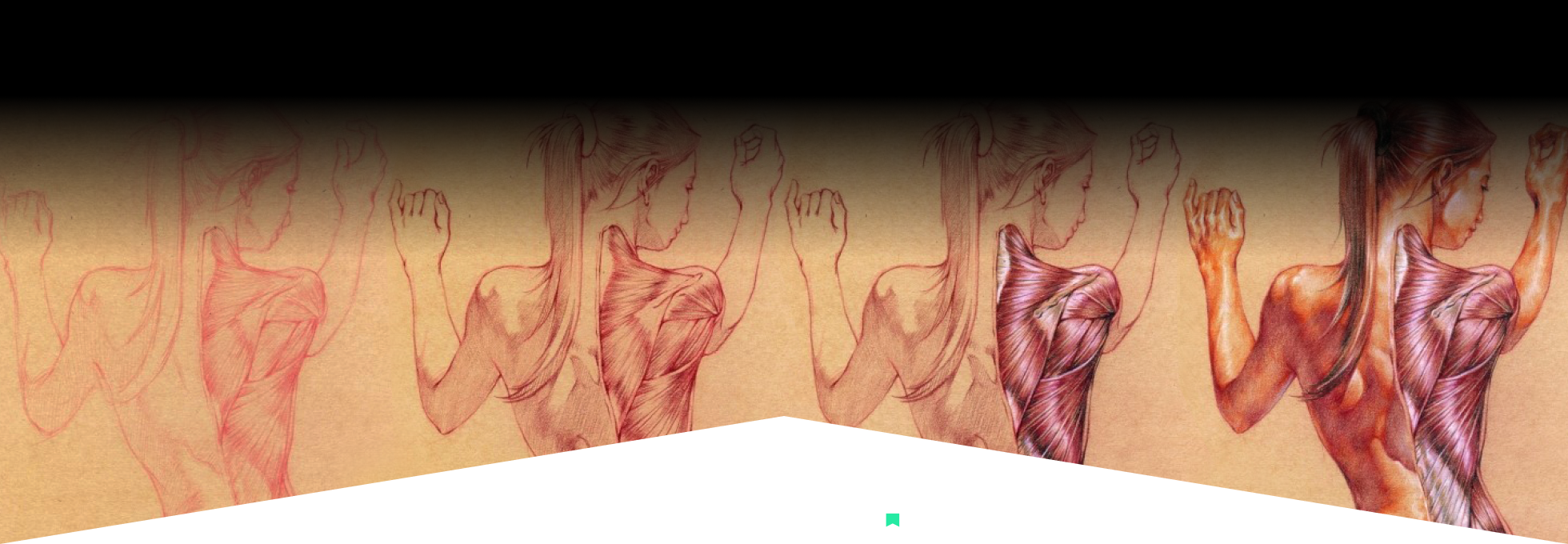 Coloso dictionary anatomy
