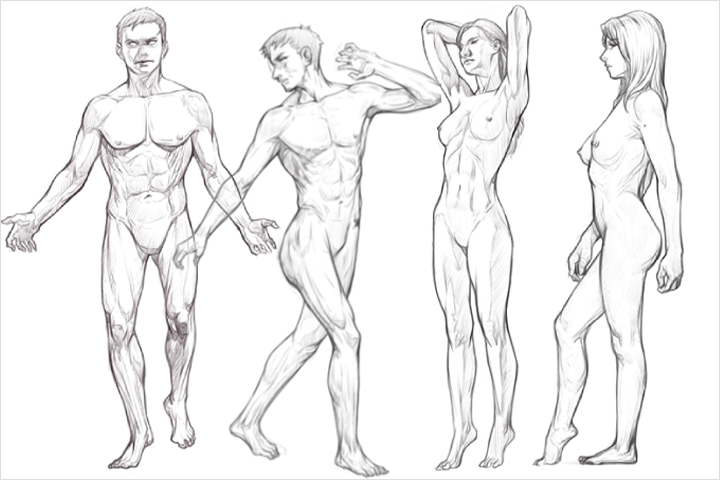 Coloso dictionary anatomy