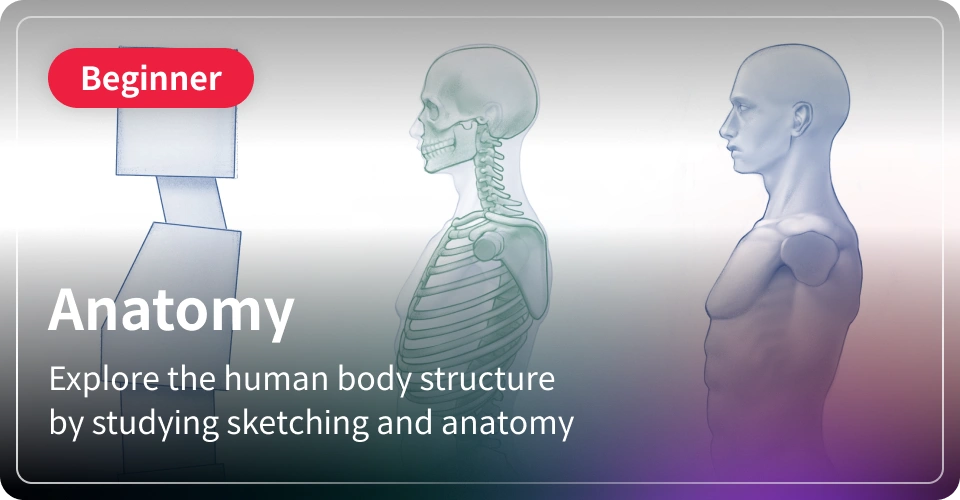 Anatomy-Beginner