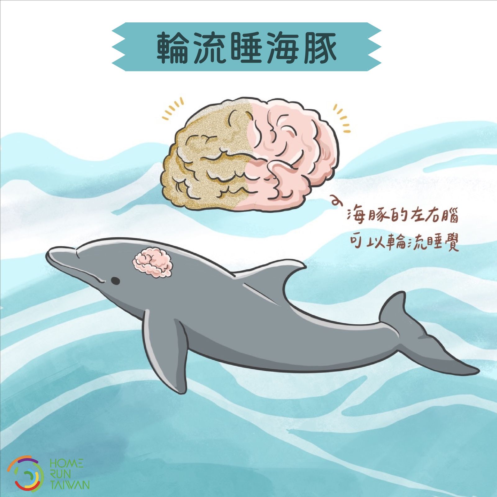 Home Run Taiwan 世界睡眠日 動物們睡得好香甜 Home Run Taiwan 世界睡眠日 動物們睡得好香甜