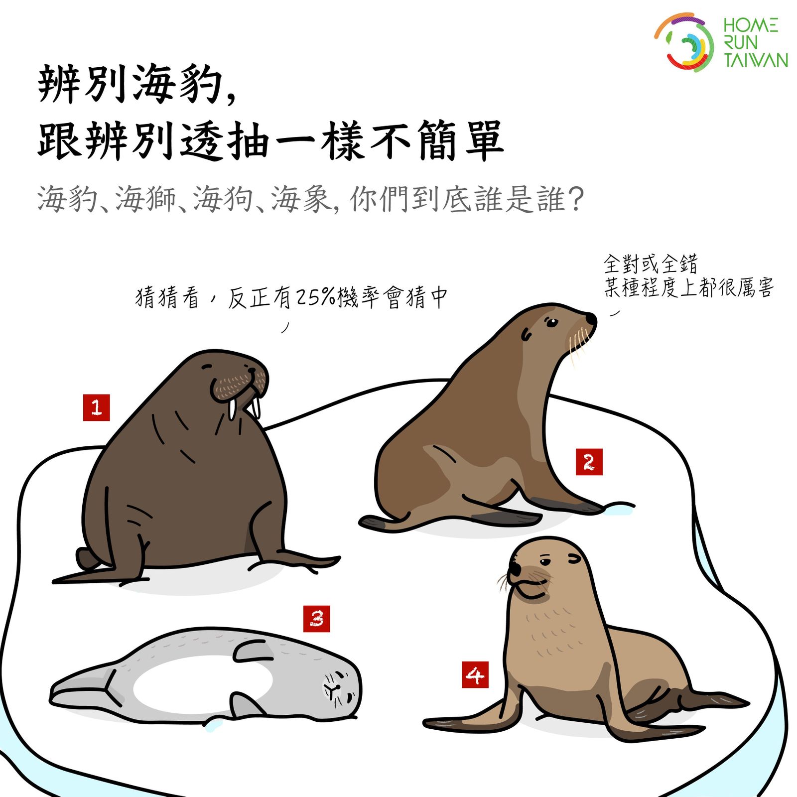 87+ 图片 海豹 新的 9 Home Run Taiwan : 萌萌海豹冷知識知多少?