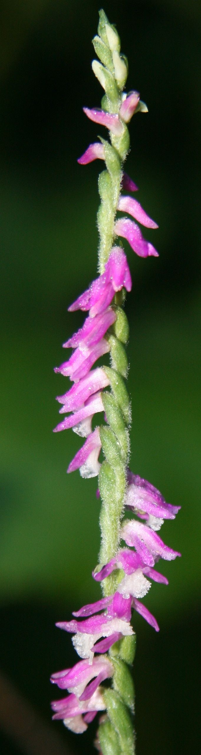 Home Run Taiwan : 被縮小燈照過的迷你蘭花，蘭花王國的子民不得不知——綬草（清明草）
