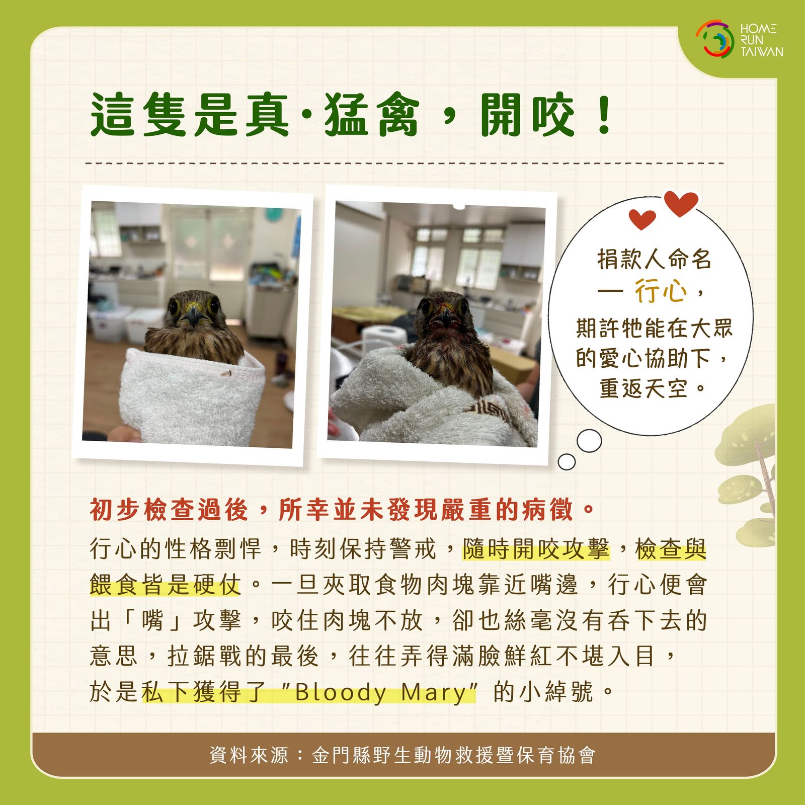 Home Run Taiwan : 金門野生動物救傷日誌｜可愛但兇，傳說中的Bloody Mary