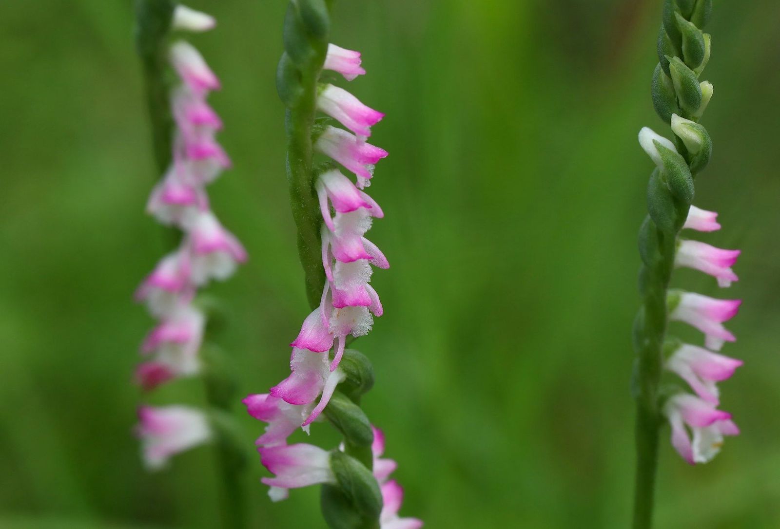 Home Run Taiwan : 被縮小燈照過的迷你蘭花，蘭花王國的子民不得不知——綬草（清明草）
