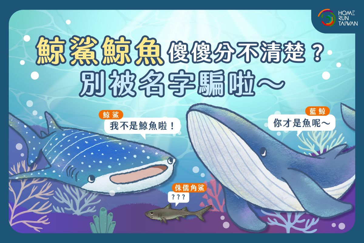 Home Run Taiwan : 鯨鯊鯨魚傻傻分不清楚？別被名字騙啦～