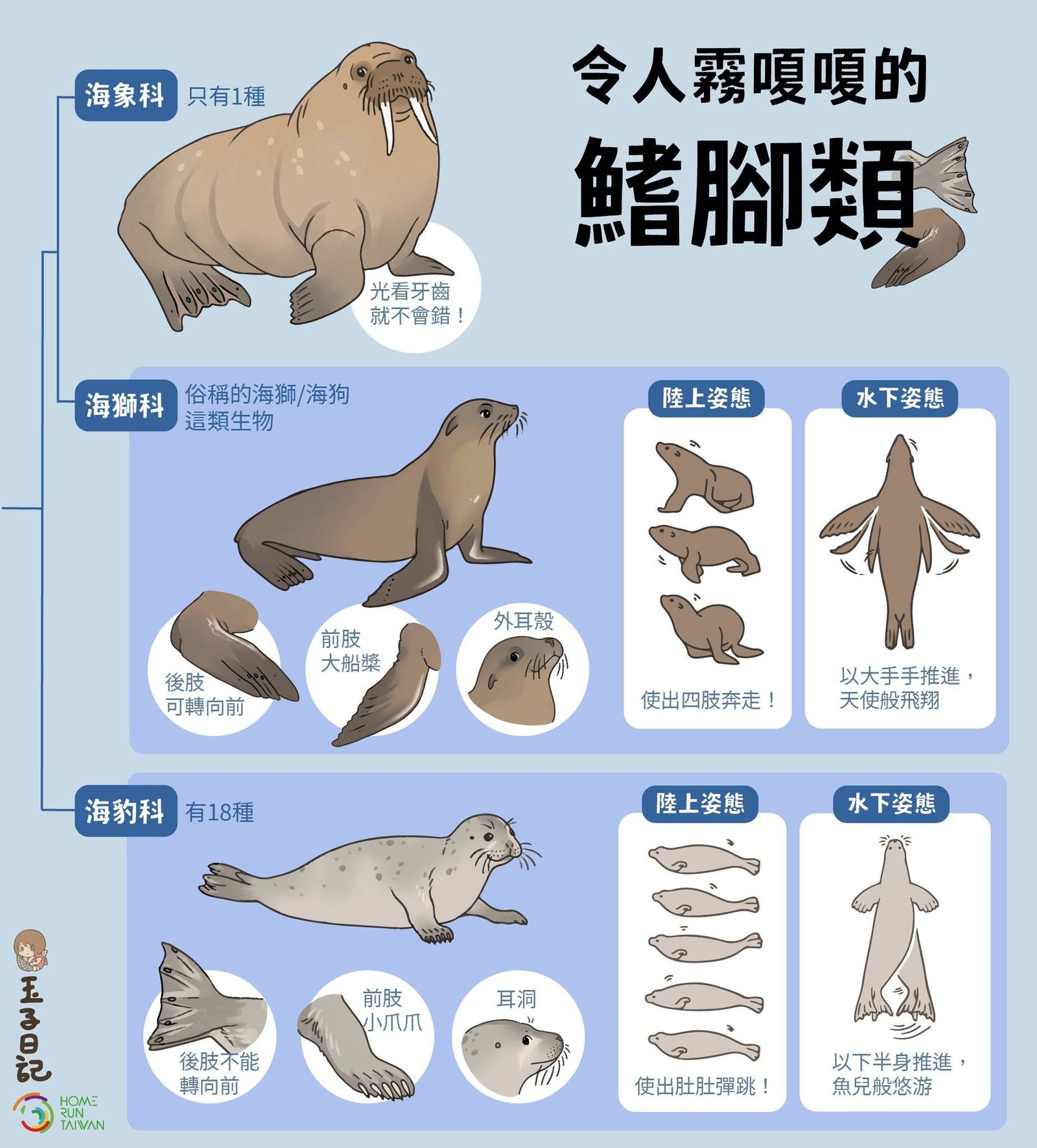 100+ 图片 海獅 新的 12 Home Run Taiwan : 玉子日記|海豹、海獅、海象?讓人霧嗄嗄的鰭腳類!