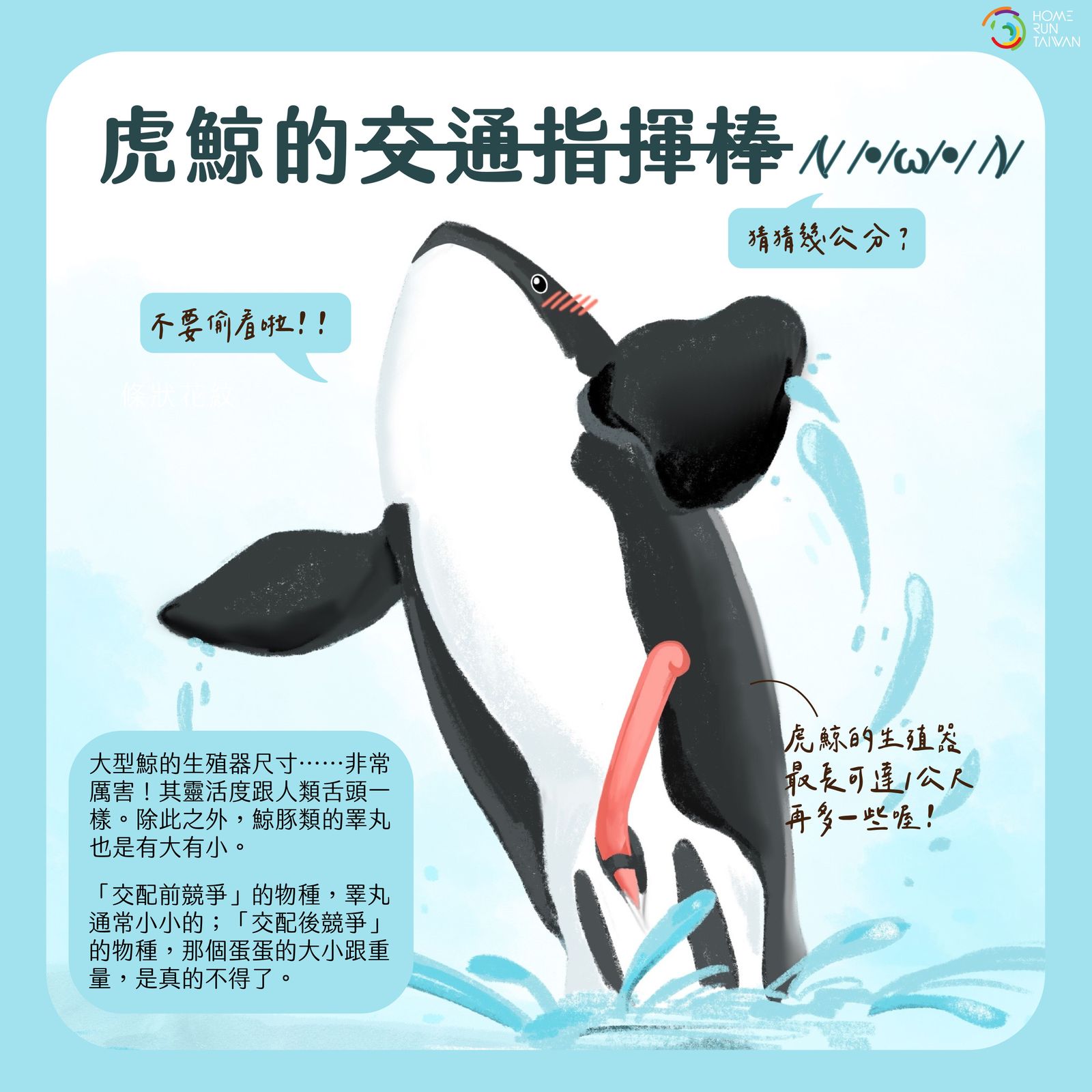 Home Run Taiwan : 鯨豚生殖器大學問：來認識鯨豚家族的ㄐㄐ們！