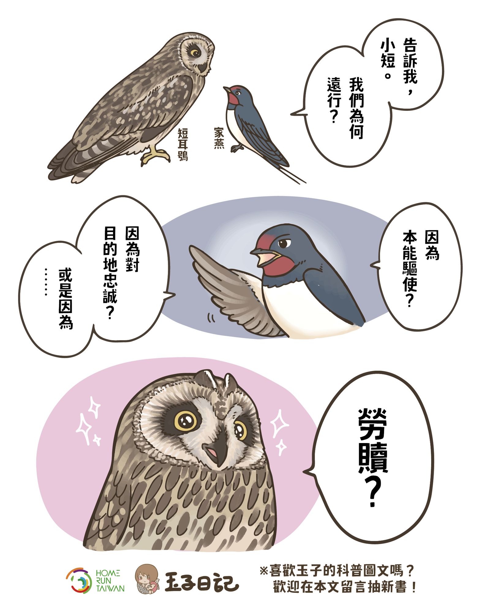 Home Run Taiwan : 玉子日記｜貓頭鷹也會遷徙？看天吃飯的短耳鴞