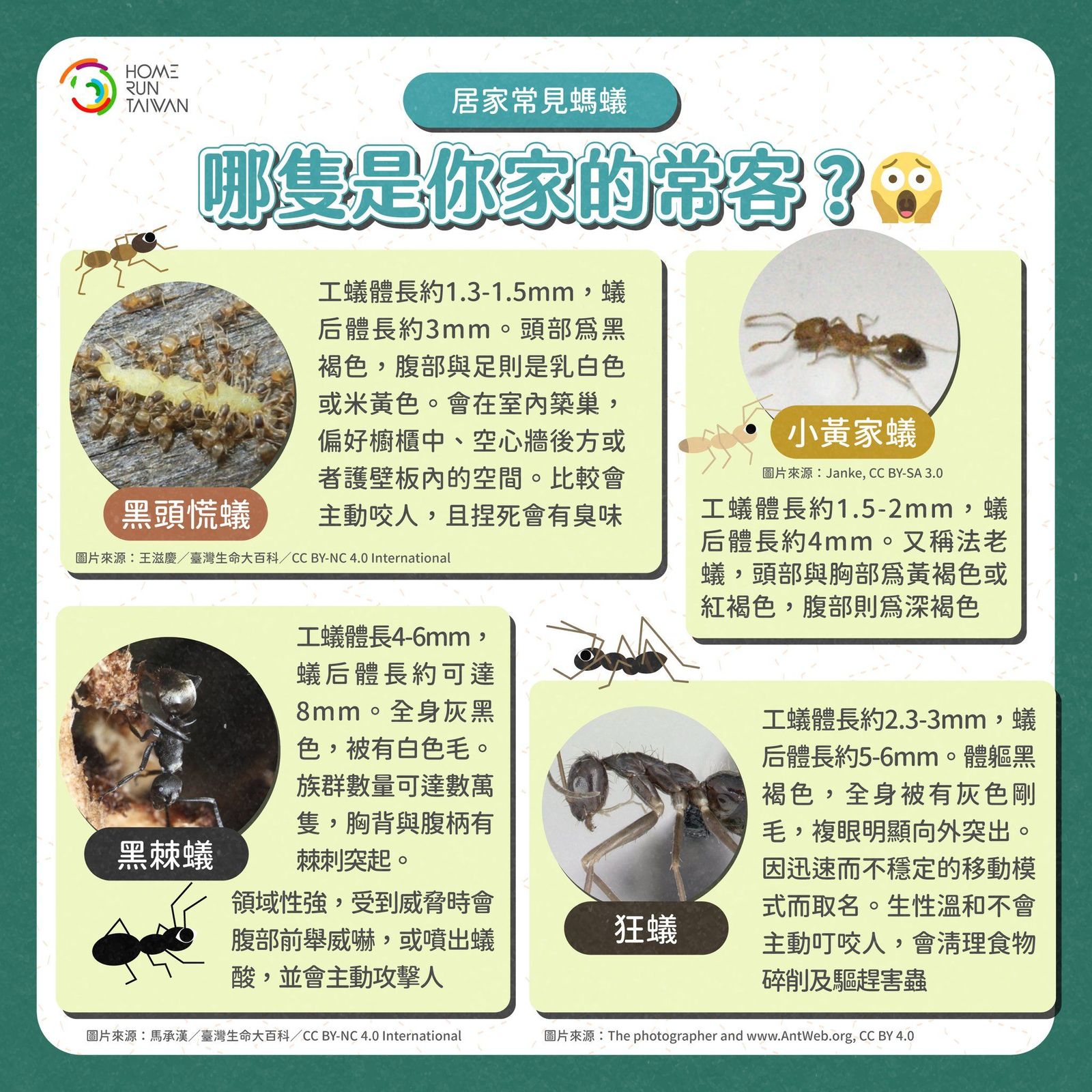 Home Run Taiwan : 螞蟻到底會不會咬人？家中常見的螞蟻