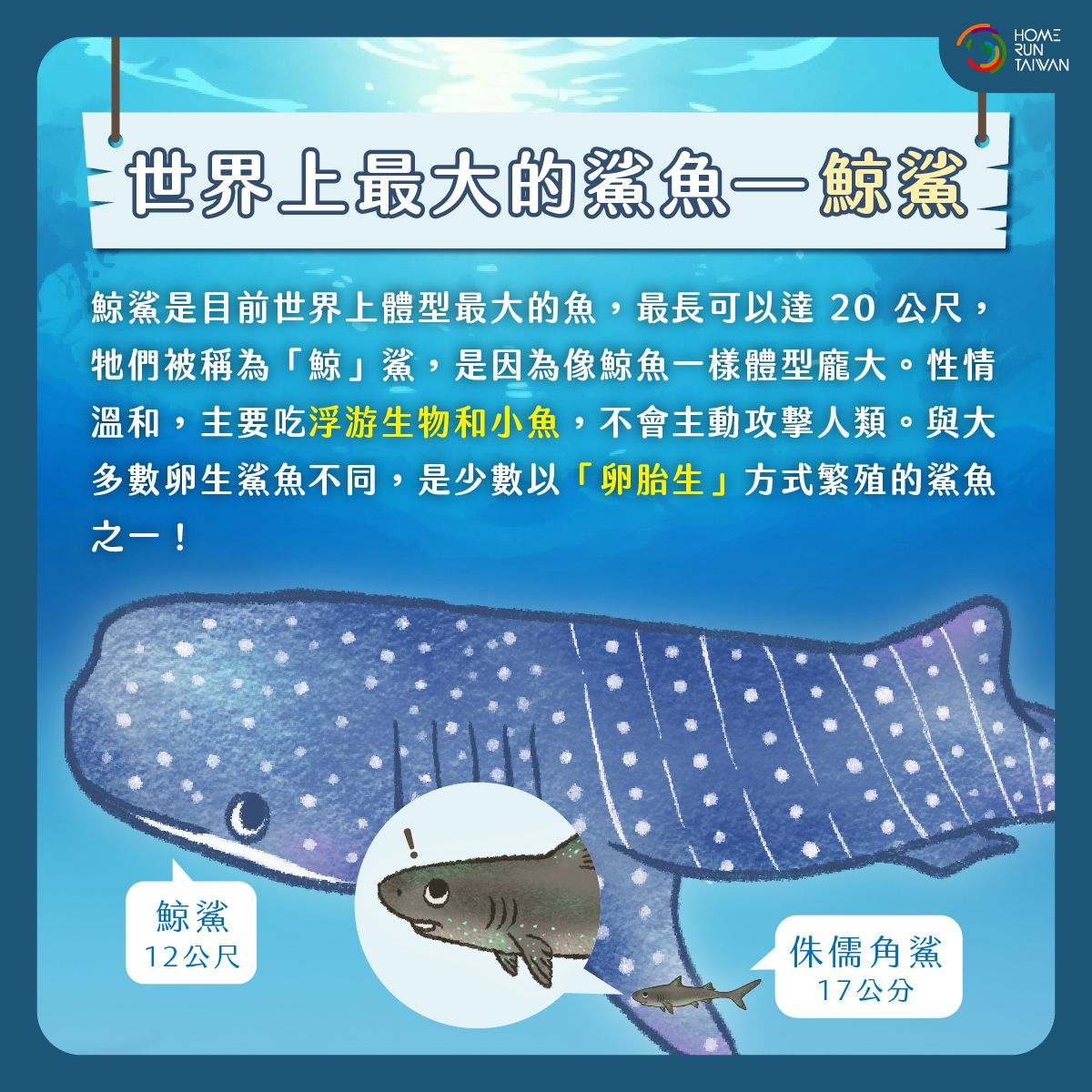 Home Run Taiwan : 鯨鯊鯨魚傻傻分不清楚？別被名字騙啦～