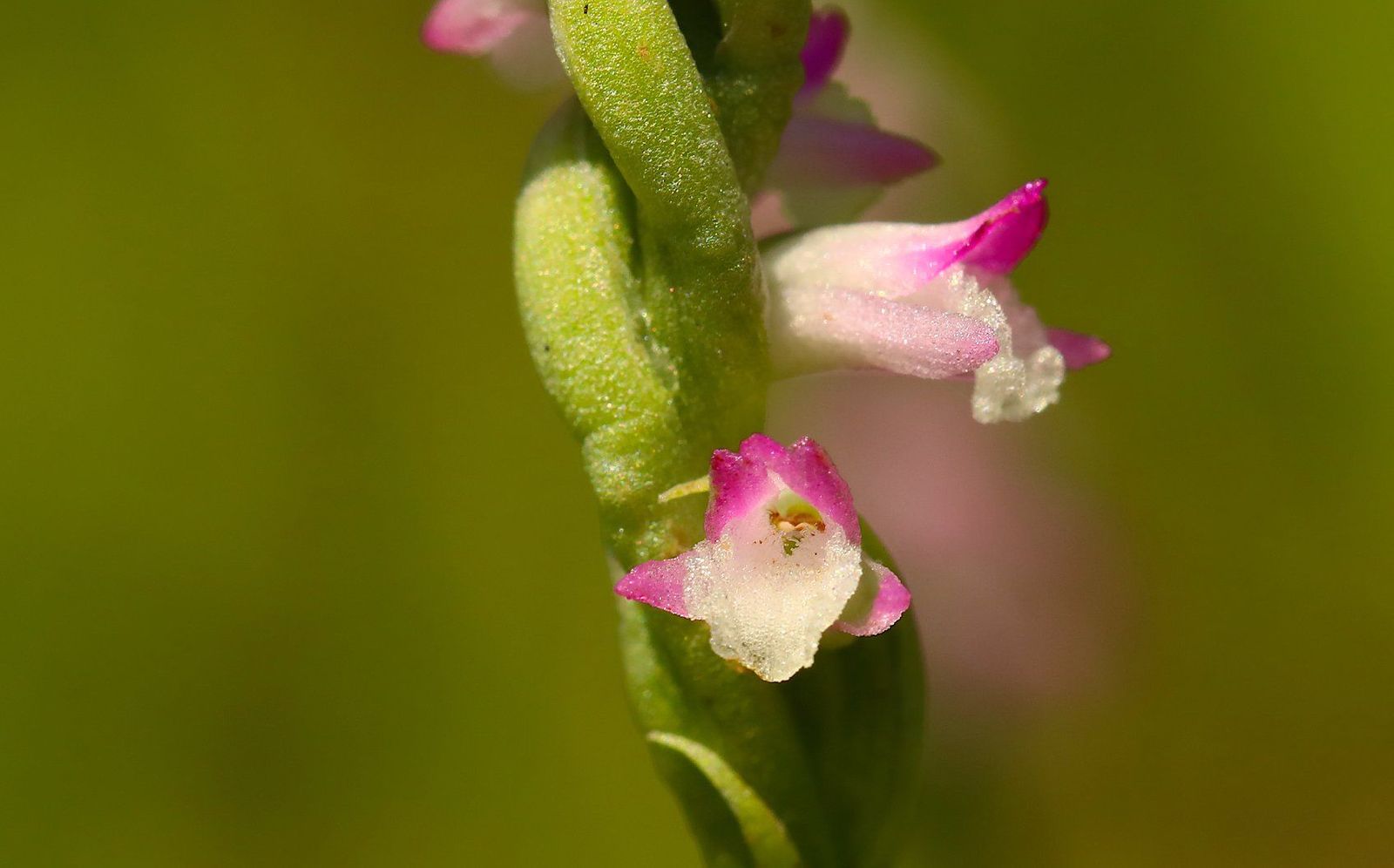 Home Run Taiwan : 被縮小燈照過的迷你蘭花，蘭花王國的子民不得不知——綬草（清明草）