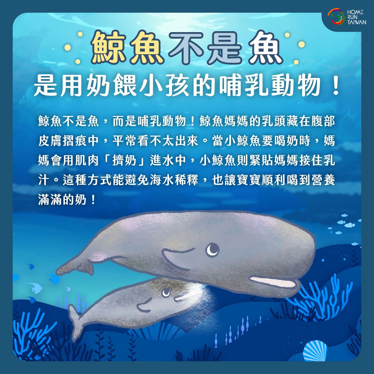 Home Run Taiwan : 鯨鯊鯨魚傻傻分不清楚？別被名字騙啦～
