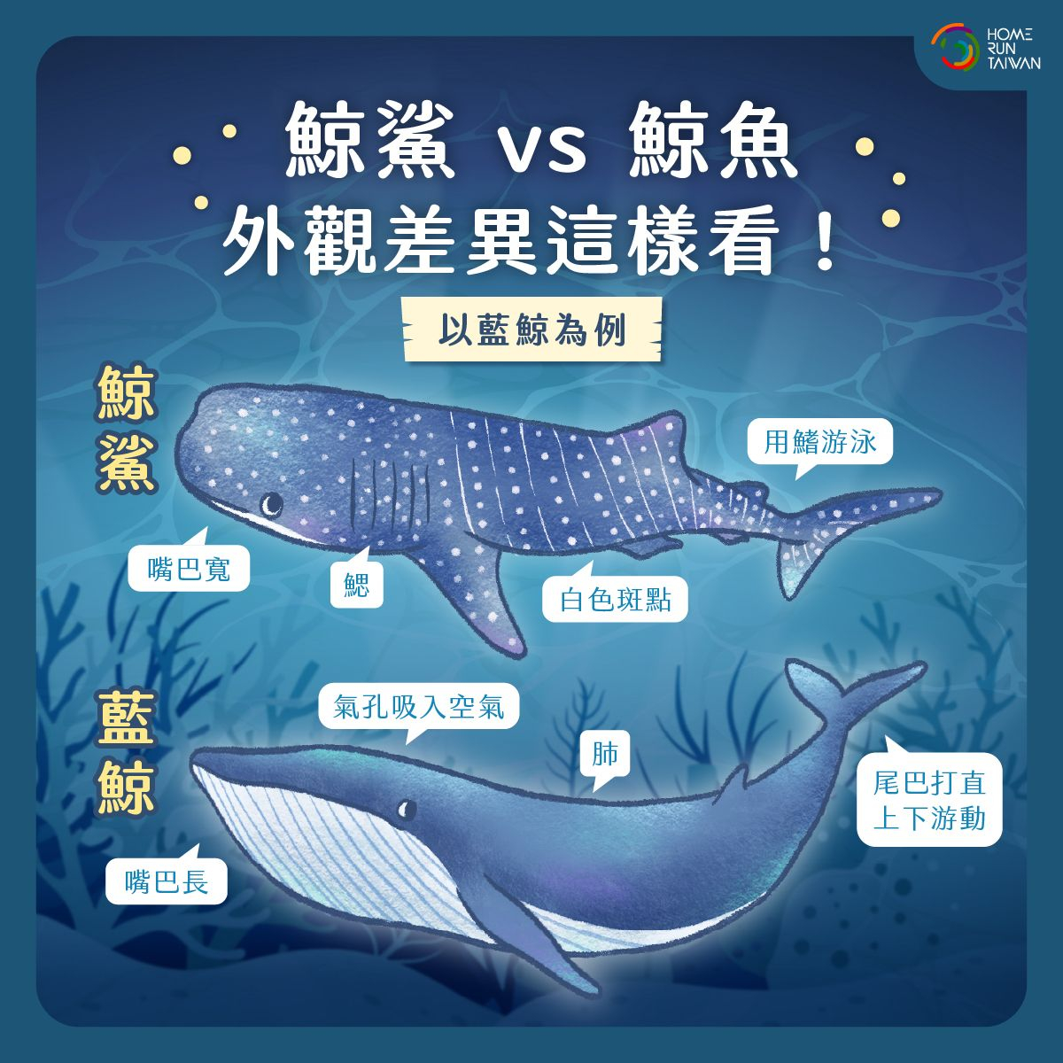 Home Run Taiwan : 鯨鯊鯨魚傻傻分不清楚？別被名字騙啦～