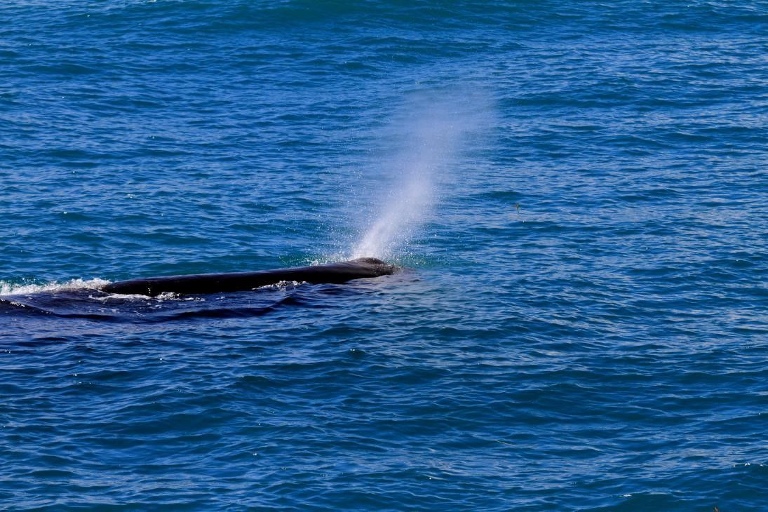 Home Run Taiwan : 田董米腦闆｜臺灣常見鯨豚有哪些？該去哪裡賞？腦闆一次報你知！