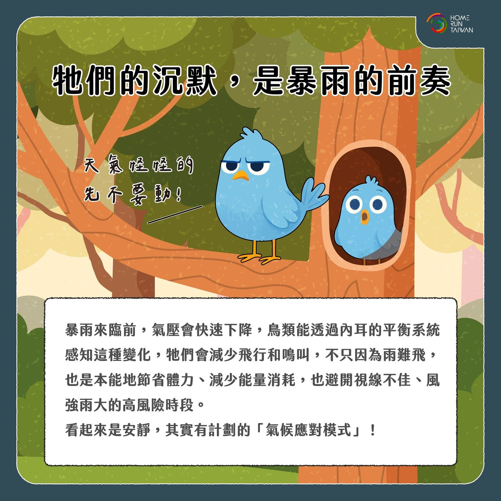 Home Run Taiwan : 動物氣象局開播啦！天氣變化，牠們早知道