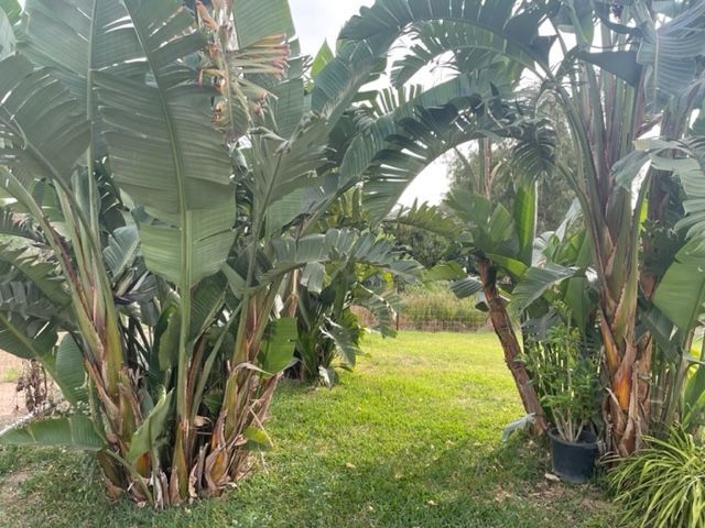 Casa de campo en Tarifa, venta