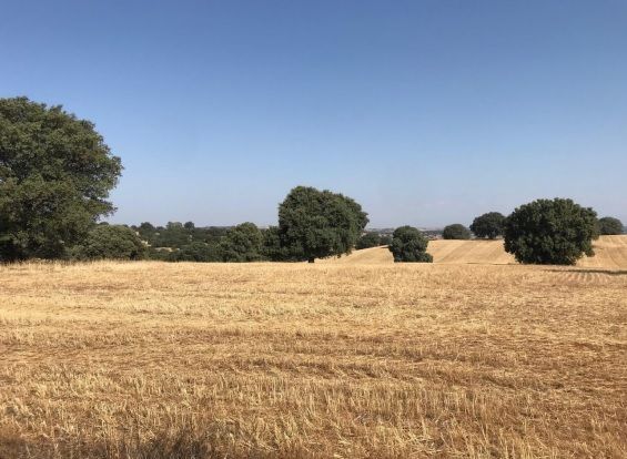 Terreno agricoli in Toledo, vendita