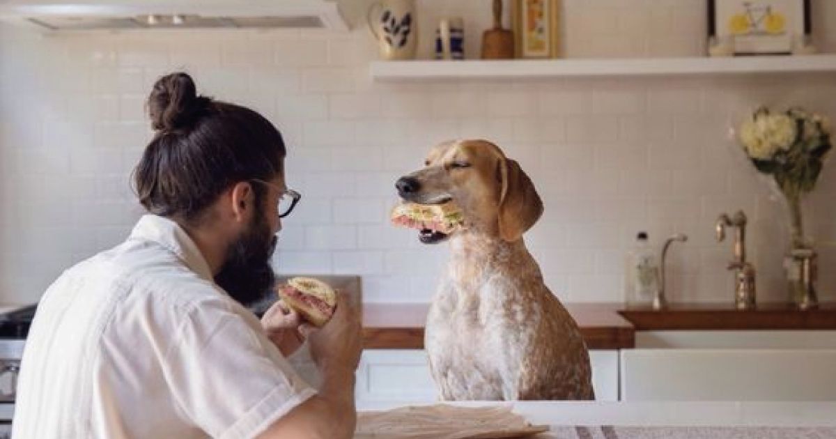 consejos-mudanzas-animales.jpg
