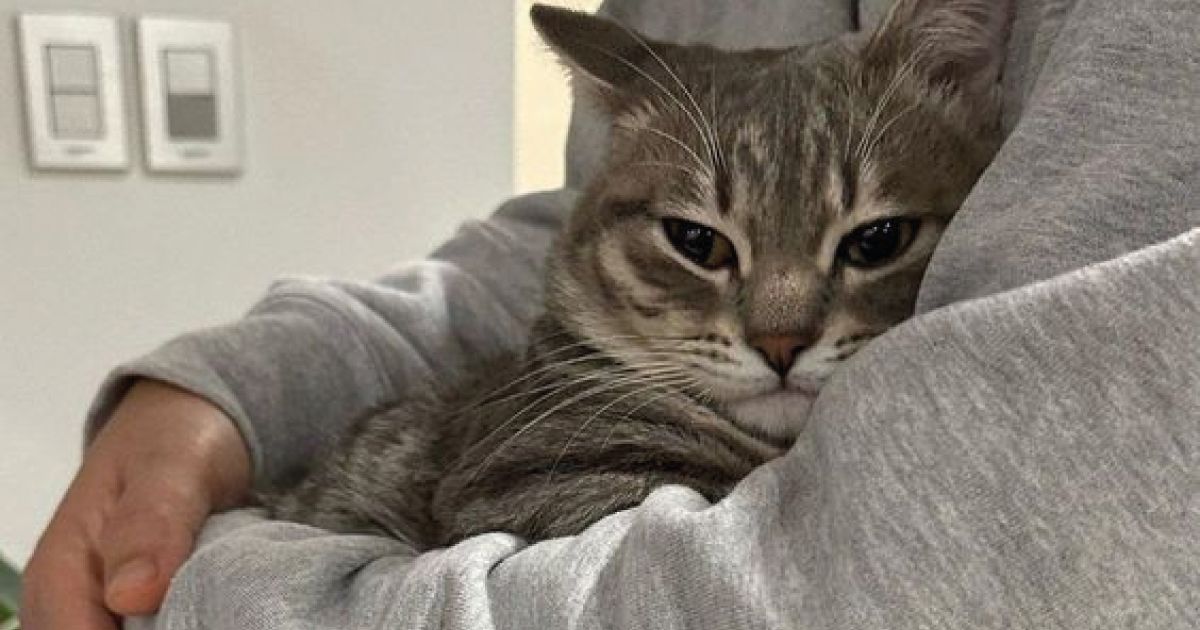 gato-mudanza.jpg