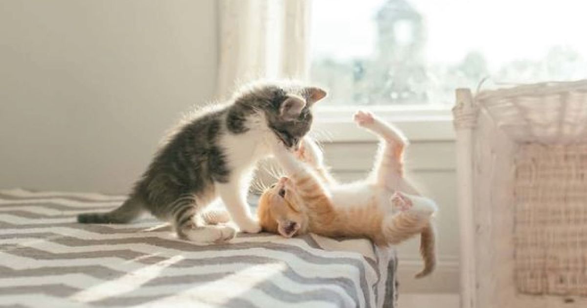 gatos-mudanza.jpg