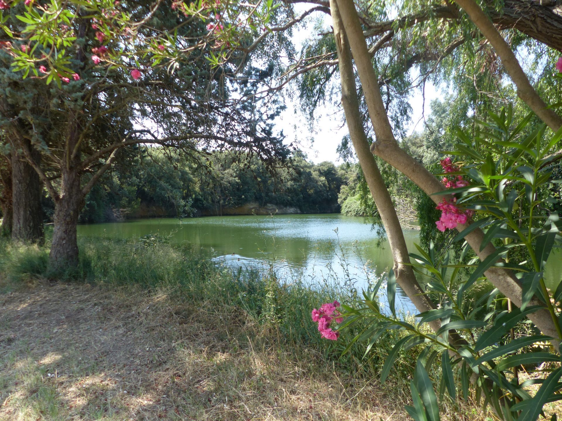 Finca rústica en Vilamalla, venta