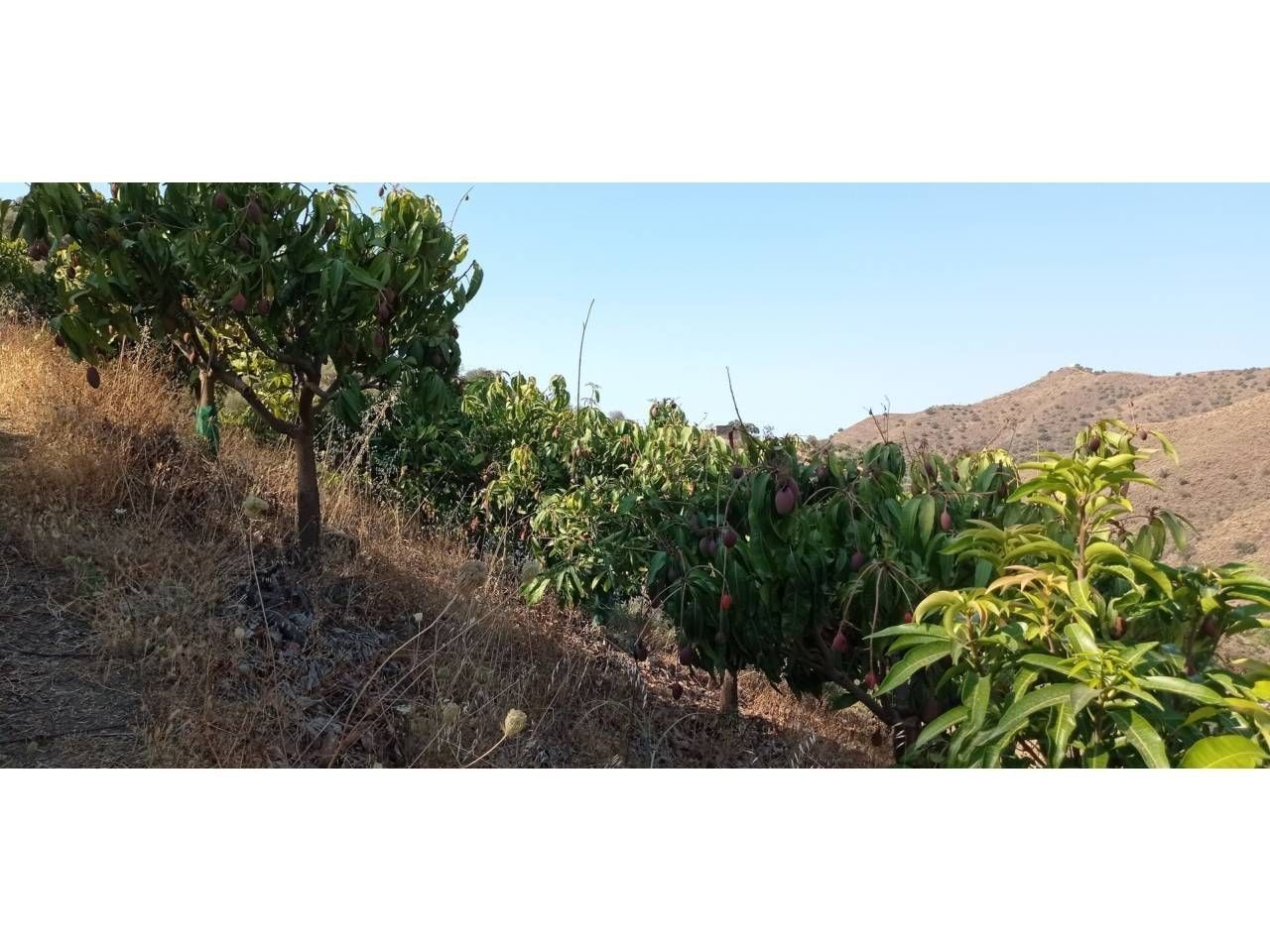 Finca rústica en Torrox Costa, Pago Manzano, venta