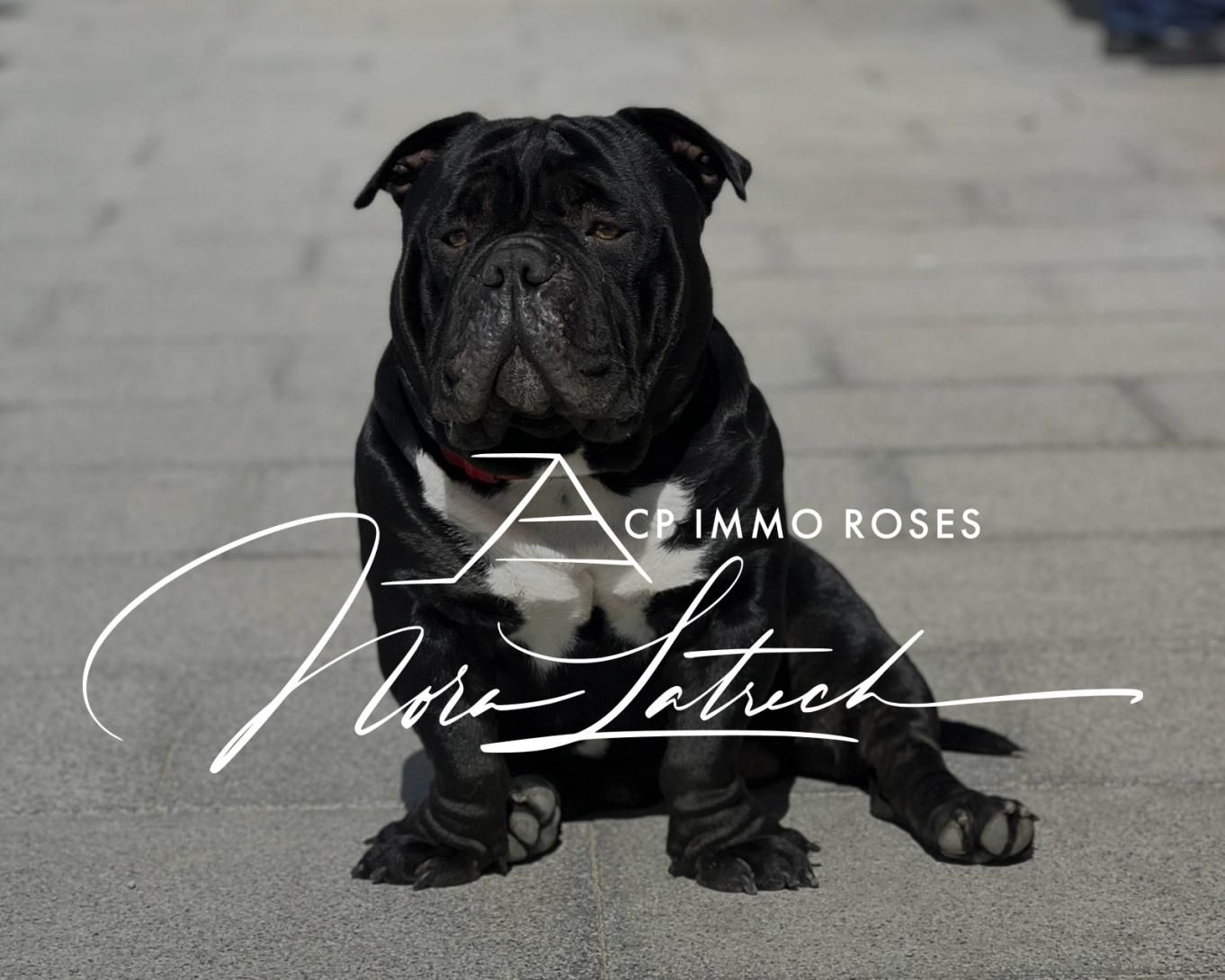 agence acp immo roses