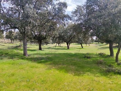 Finca rústica en Maello, venta