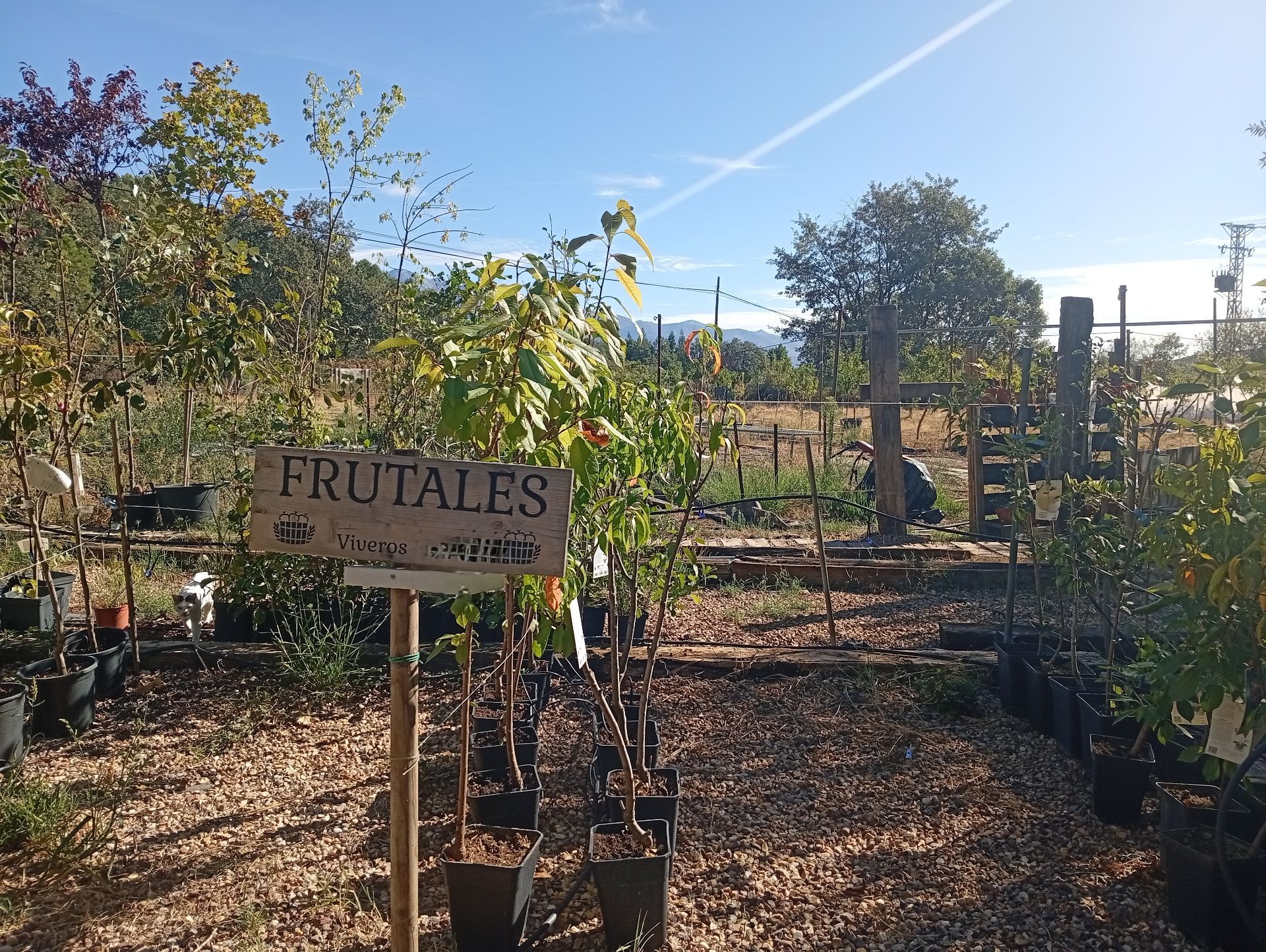 Finca rústica en Villanueva de la Vera, venta