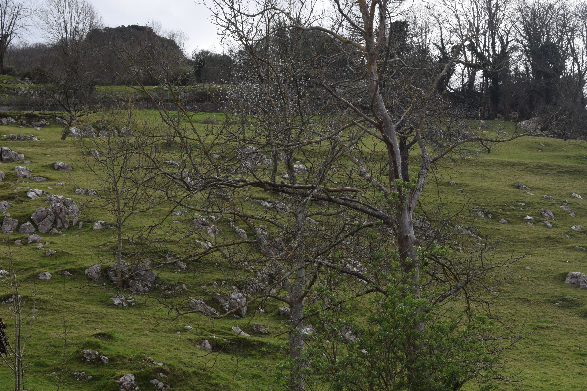 усадьба в Cabrales, продажа