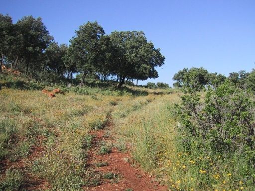 Finca rústica en Ronda, extrarradio, venta