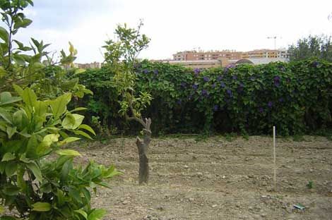 Parcela en Villajoyosa, Villajoyosa ciudad, venta