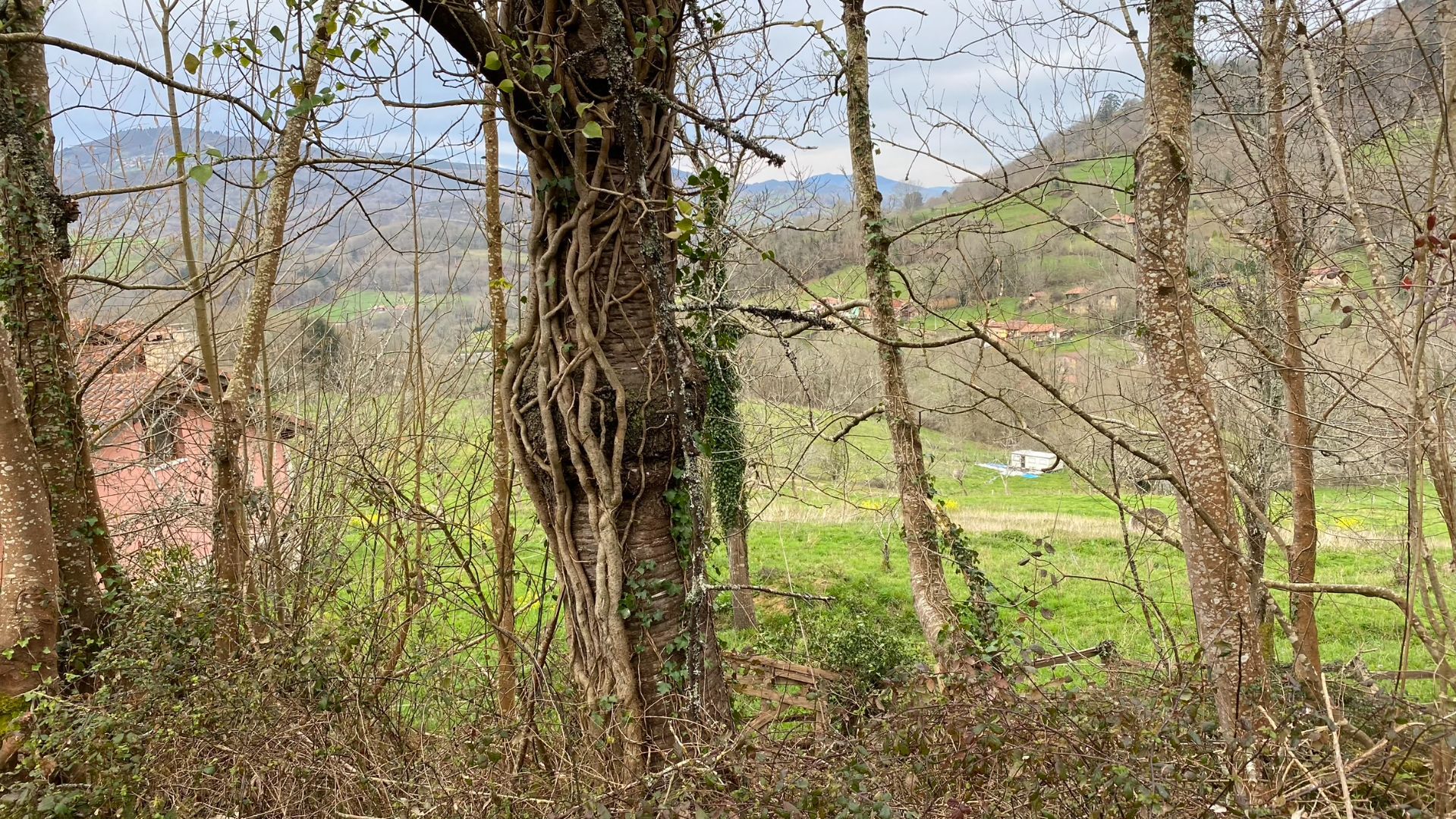 Tontti sijainti Cangas de Onís, CANGAS DE ONÍS -, myynti