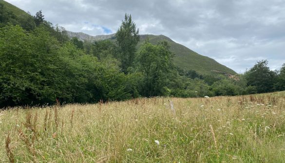 Parcela en Cangas de Onís, Concejo Cangas de Onís, venta