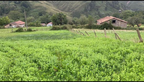 Lote em Onís, CONCEJO DE ONIS, venda