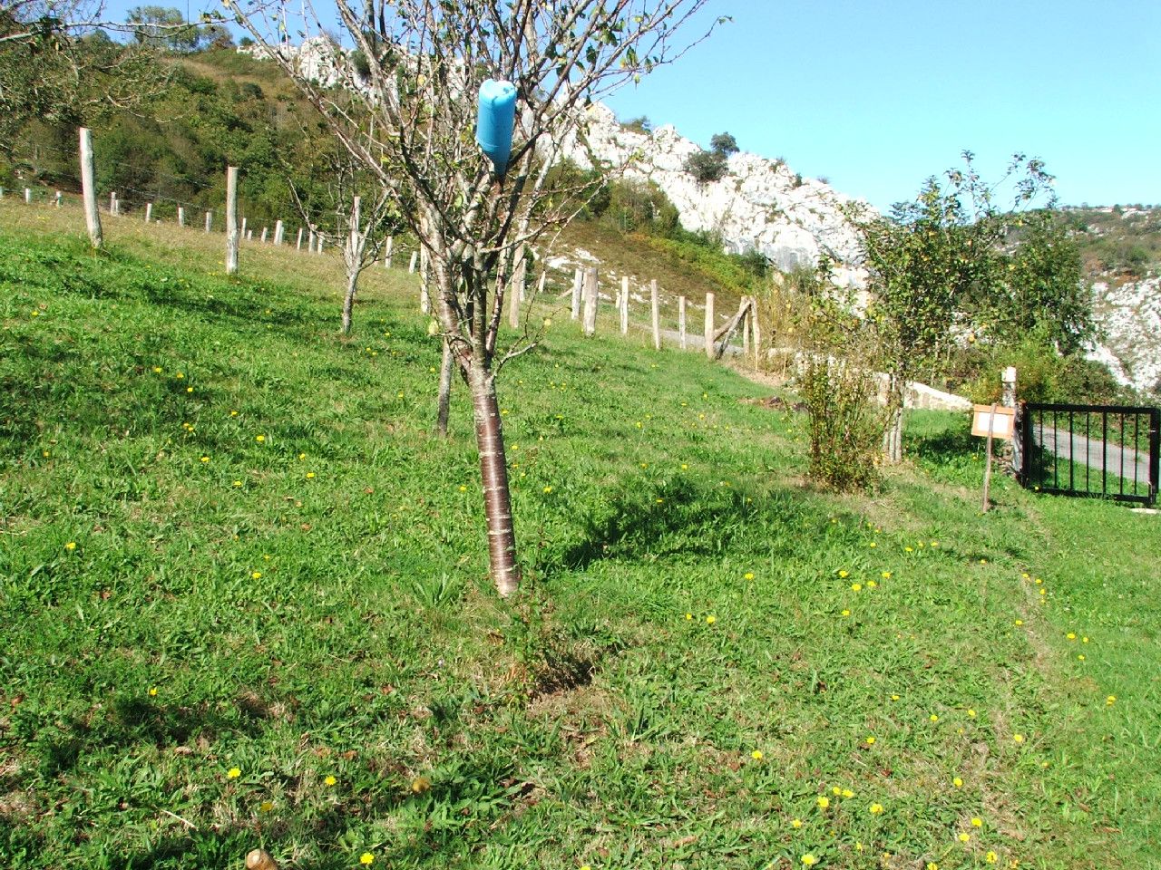 Landejendom i Cabrales, Cabrales, salg