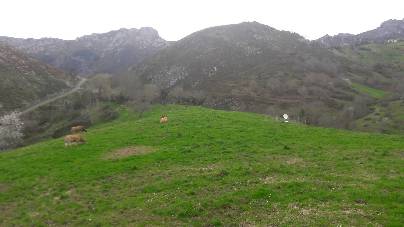 Propriété rurale à Cangas de Onís, Oriente - Cangas de Onís, vente