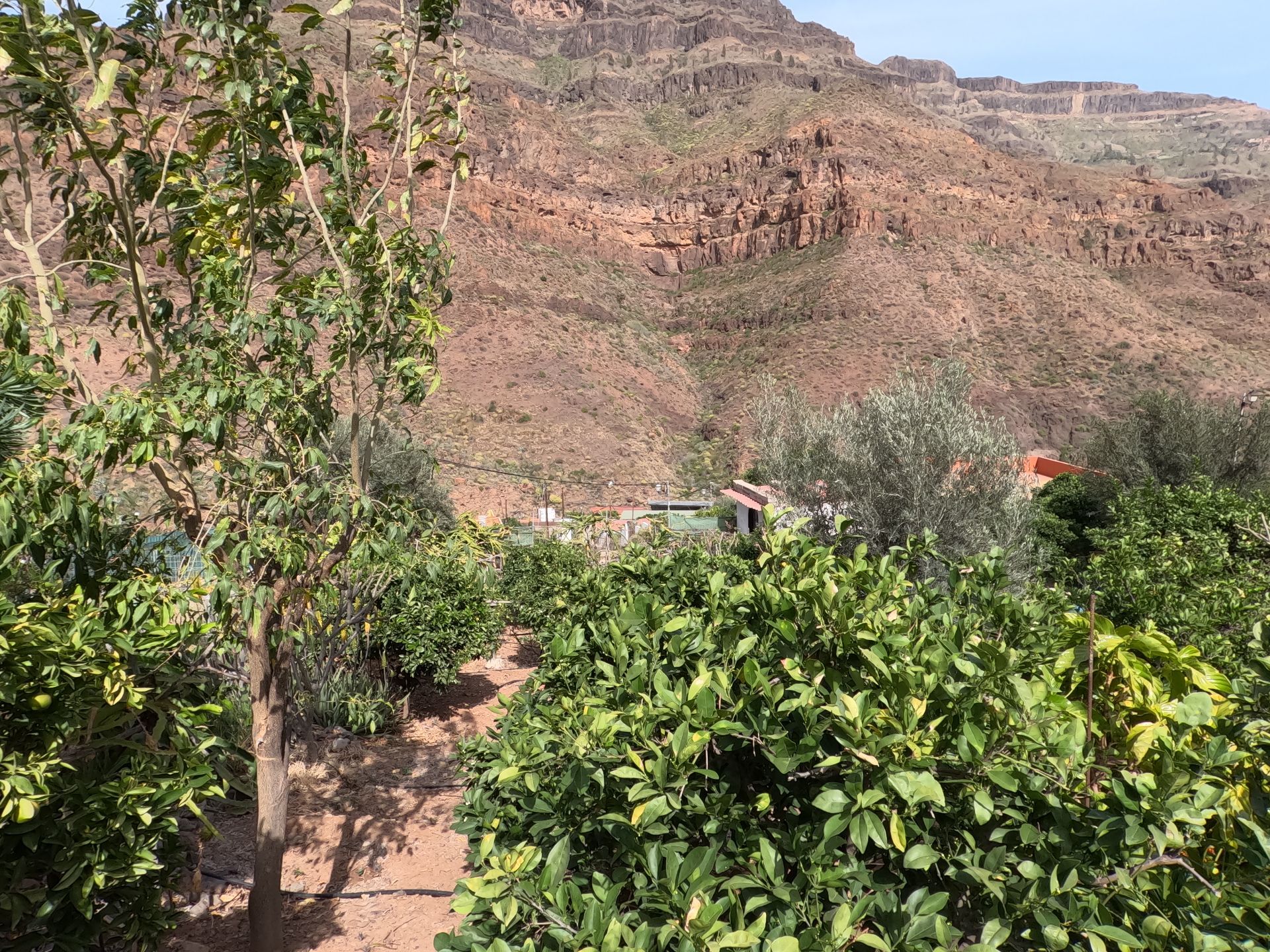 Finca rústica en Mogán, venta