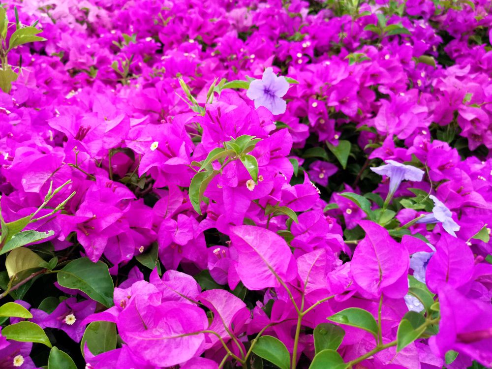LAS MEJORES FLORES DE VERANO PARA TU JARDIN