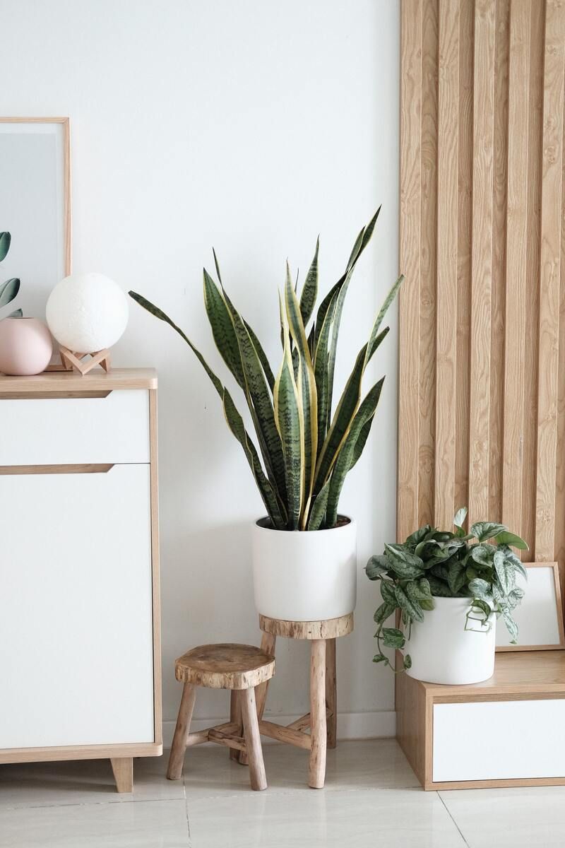 Ideas Para Decorar Tu Casa Con Plantas De Interior