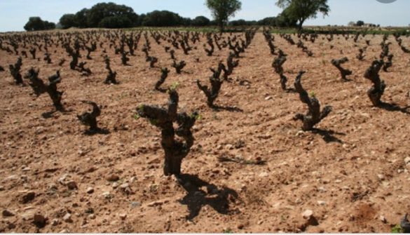 Terreno agricoli in Tomelloso, vendita