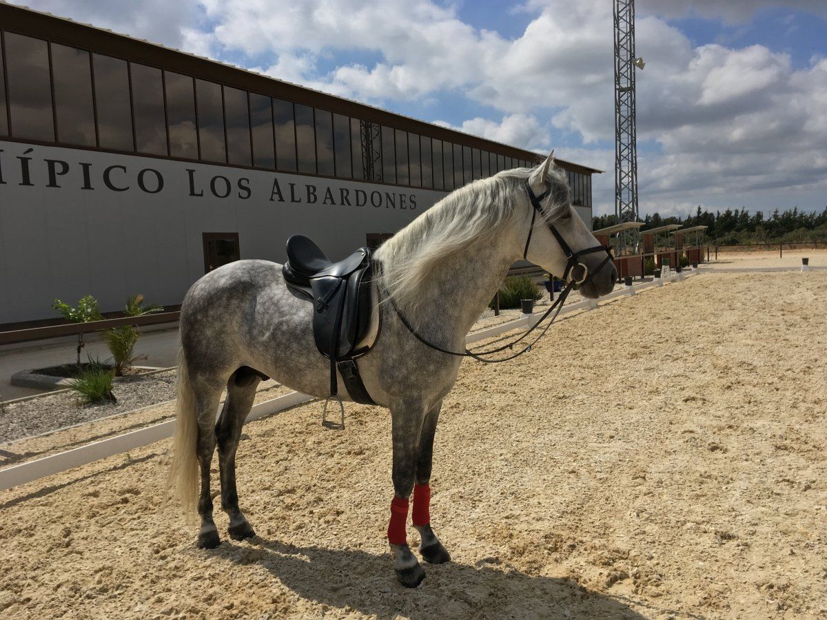 Paseo en caballo .losalbardones.jpg
